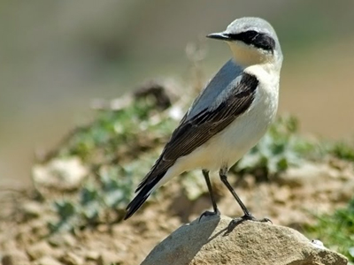 Το «Σχολείο των Πουλιών» στη Θεσσαλονίκη