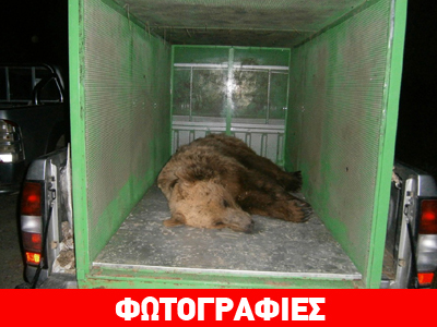 Επιχείρηση… μεταφοράς αρκούδας