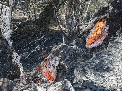 Συναυλία για την πυρόπληκτη Βιάννο