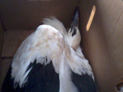 Σε καλά χέρια ο μικρός πελαργός που έσπασε τη φτερούγα του