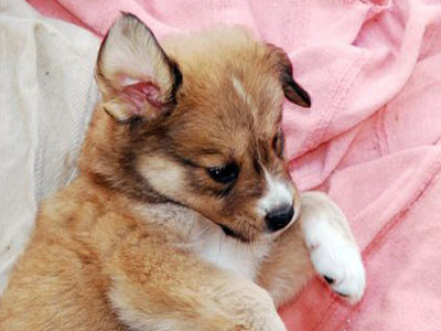 Χαρίζεται ο Albert