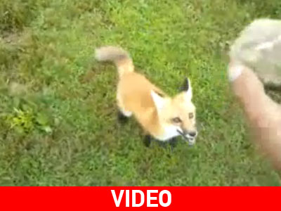 Το αλεπουδάκι που θα ‘θελε να είναι σκύλος!