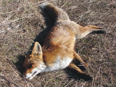 Νεκρές αλεπούδες από δηλητηριασμένα δολώματα