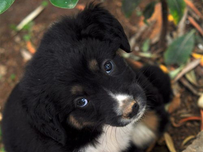 Η Alice ψάχνει ασφαλές σπιτάκι