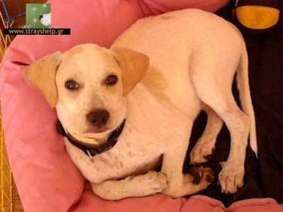 Χαρίζεται η Αλίκη!