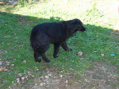 Η χαδιάρα Αλκυόνη ψάχνει οικογένεια