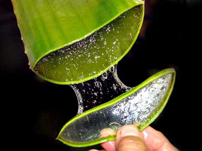 Αλόη: Ένα αρχαίο φυτό με σύγχρονες ιδιότητες!