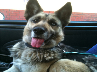 Δίνεται για υιοθεσία η Αμαλία