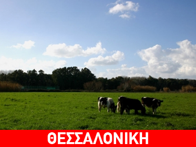 Δεν βρέθηκε άνθρακας στις νεκρές αγελάδες
