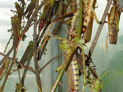 Επιδρομή από ακρίδες στην Παραλία της Θεσσαλονίκης!‏