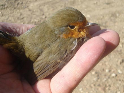 Στα χέρια για τα αμπελοπούλια
