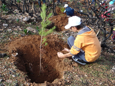 Αναδάσωση στο δήμο Πεύκων
