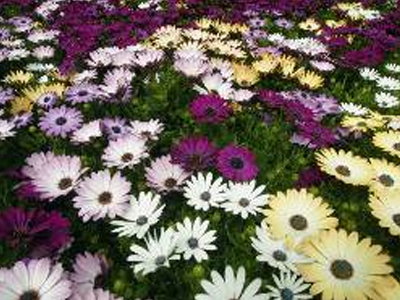 Ματαίωση της Ανθοέκθεσης Θεσσαλονίκης‏