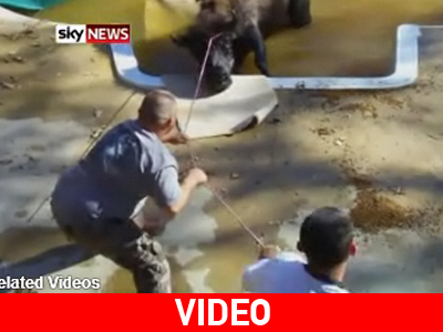 Ένα βουβάλι σε πισίνα