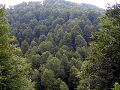 Σύσκεψη για τις πυρκαγιές