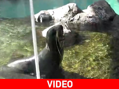 Κάποια να το φιλήσει να γίνει πάλι… πριγκιπόπουλο