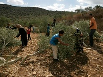 Ισραηλινοί υπόνομοι κατέστρεψαν παλαιστινιακούς ελαιώνες