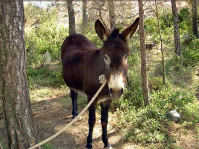 Λιτότητα με… γαϊδουράκι