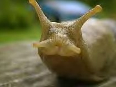 Γέρασε στα αξιώματα