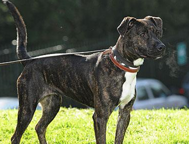 Σκύλος… άλλαξε φύλο