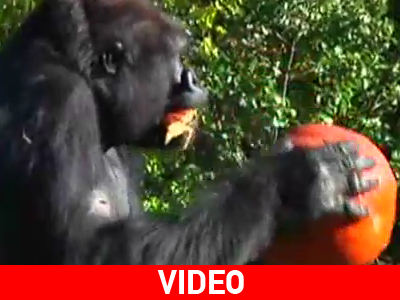 Halloween για ζώα