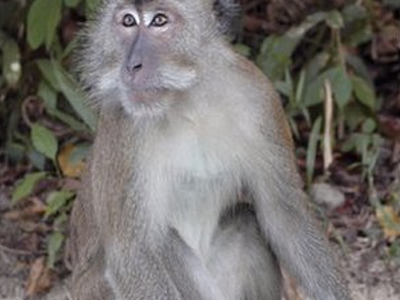 Πίθηκος σκότωσε μωρό