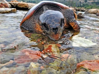 Νεκρή καρέτα-καρέτα στη Λευκάδα