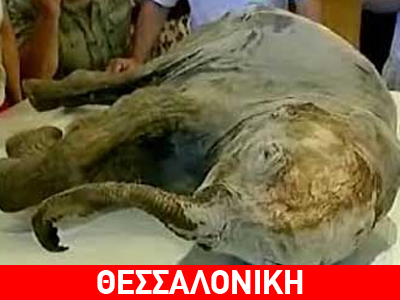 «Μουσείο Μαμούθ» στο Ωραιόκαστρο