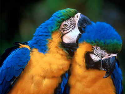 To ζεύγος Αγγέλου