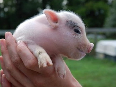 Της κατέσχεσαν… το γουρούνι