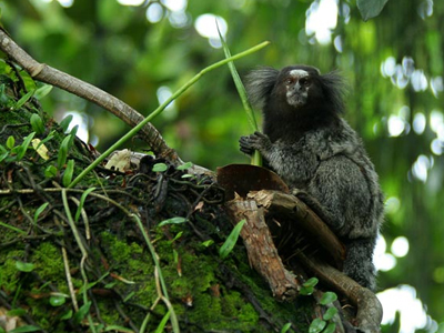 1.200 νέα είδη φυτών και ζώων
