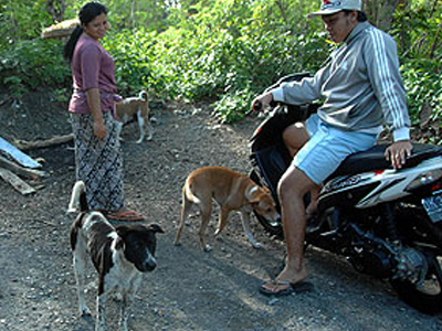 Θερίζει η λύσσα στο Μπαλί
