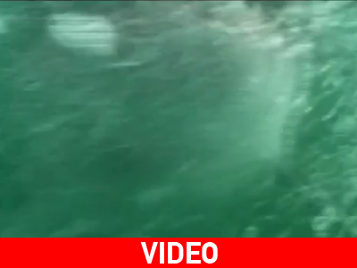 Επίθεση καρχαρία on camera