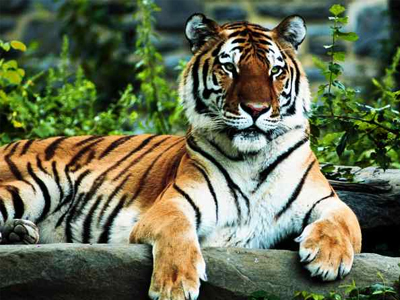 Πάγκαλος ο θηριοδαμαστής