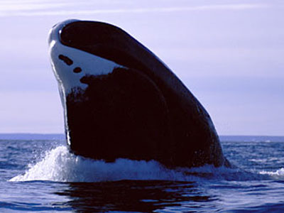Πέθανε η γηραιότερη φάλαινα του κόσμου