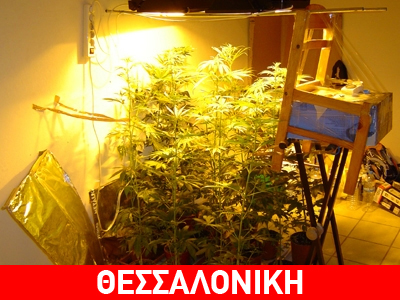 Κατ’οίκον… καλλιέργεια χασίς