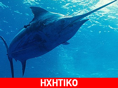 Κινδύνεψε η ζωή της από επίθεση ξιφία