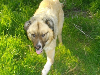 Χαρίζεται ο Αμίγκο