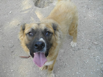 Χαρίζεται ο Amigo