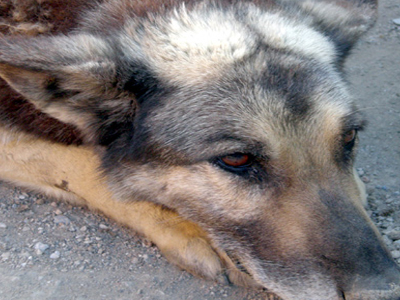 Ταλαιπωρημένο σκυλάκι αναζητεί θαλπωρή