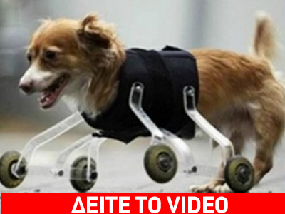 Μαθήματα ζωής από ανάπηρο σκυλάκι