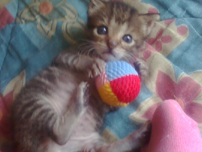 Αρσενικό γατάκι αναζητά οικογένεια