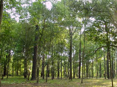 Μυστήριο με πτώμα ηλικιωμένης στη Δράμα