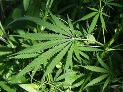 Σύλληψη 5 ατόμων για κατοχή και διακίνηση κάνναβης