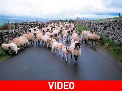 Μπλόκο από… πρόβατα! Μπλόκο από… πρόβατα!