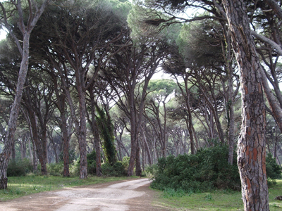 Ευάλωτο στις πυρκαγιές το δάσος της Στροφυλιάς