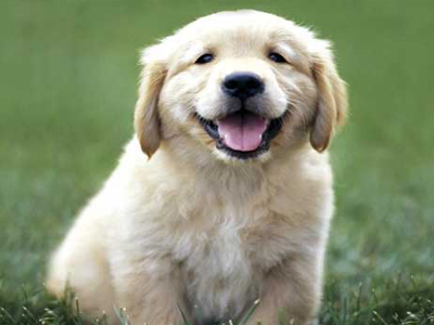 Το χάδι στον σκύλο κάνει καλό στην υγεία