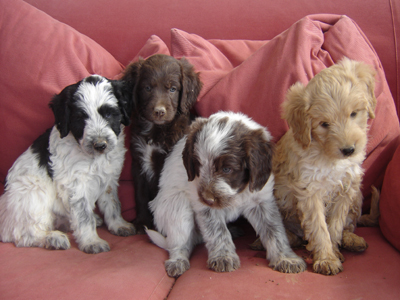 Ημίαιμα γκριφόν κουταβάκια αναζητούν οικογένειες