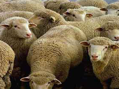 Τα πρόβατα «εξαφανίστηκαν» από το μαντρί