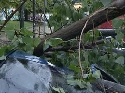 Ξεριζώθηκαν δένδρα στο Παγκράτι